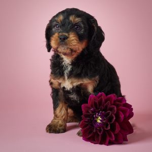Cindi Yoder,  Breeder